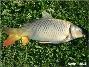 Fešák - 57 cm