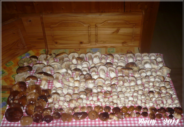 13.září - 370 hříbečků