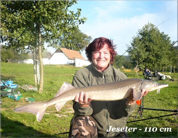 Jeseter 110 cm