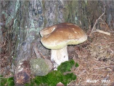 Hřib 18. srpna 2011