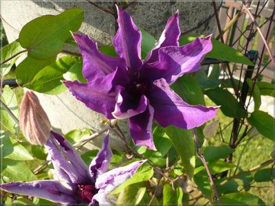 Clematis