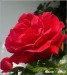 Detail růže