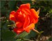 Růžička č.3 - Adélka - první květ