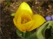 Žlutý tulipán 
