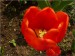 Červený tulipán 