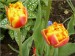 Dvoubarevné tulipány
