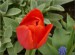 Červený tulipán 2