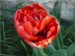 Plnokvětý tulipán