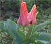 Skalkový tulipán