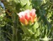Kvetoucí kaktus