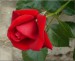 Pnoucí růže